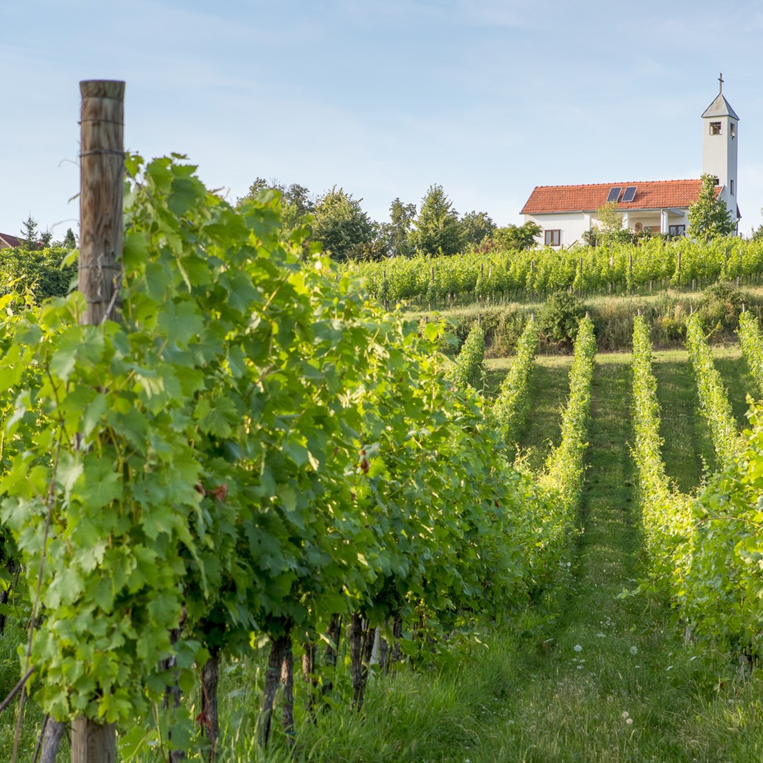 Vinogorje Požega-Pleternica