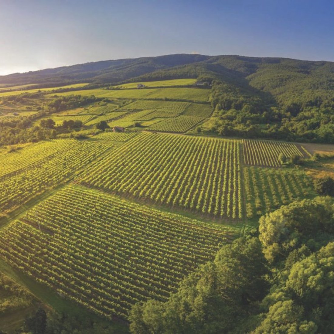 Vinogorje Kutjevo