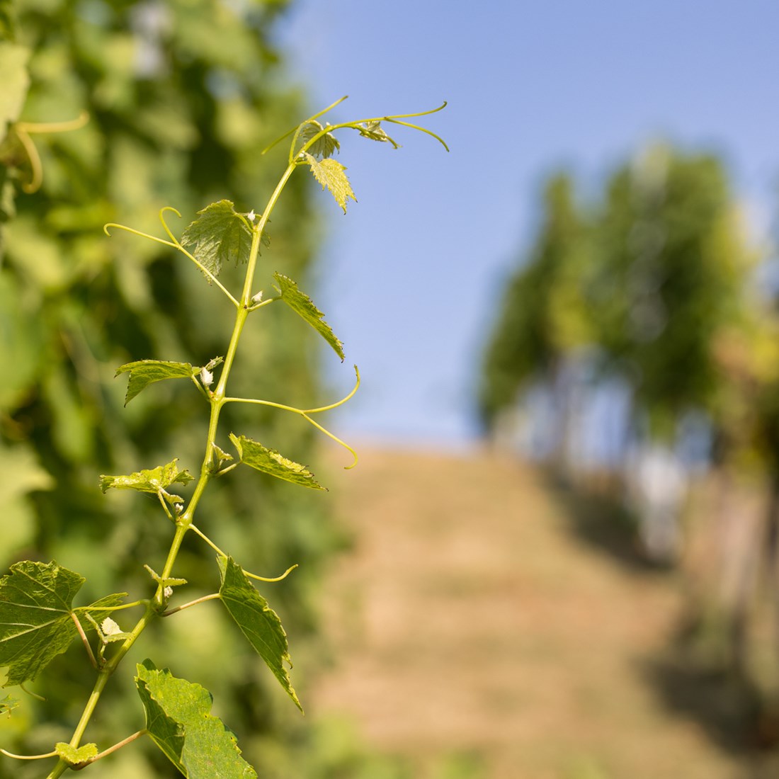 Vinogorje Pakrac